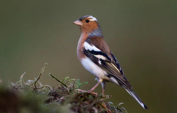 Picture birds, male, Chaffinch