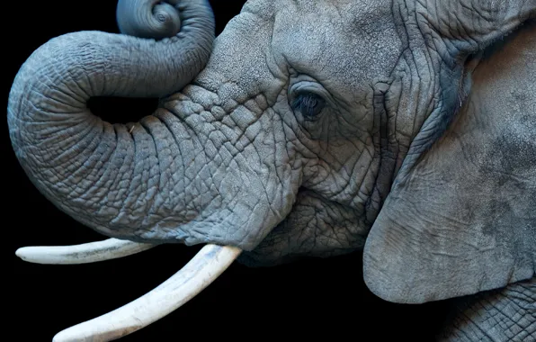 Black background, Elephant, Colorado Springs, African elephant, Colorado Springs, Trunk, Tusks, Cheyenne Mountain Zoo