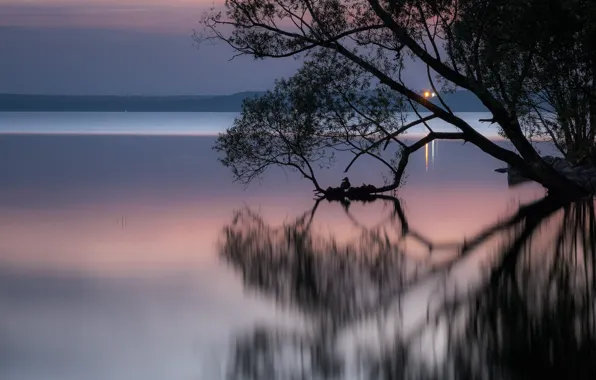 Landscape, night, branches, nature, lake, reflection, tree, bird