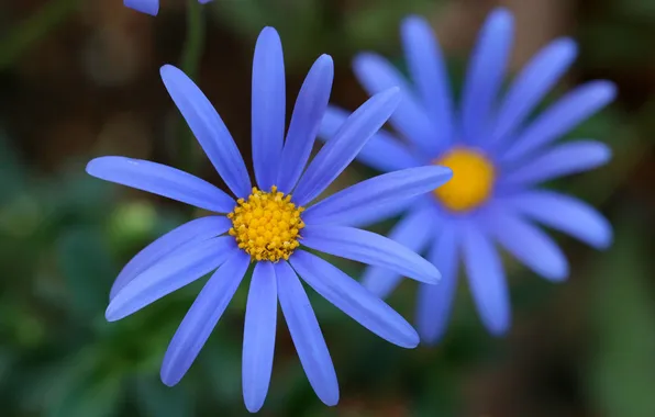 Flowers, nature, plant, petals