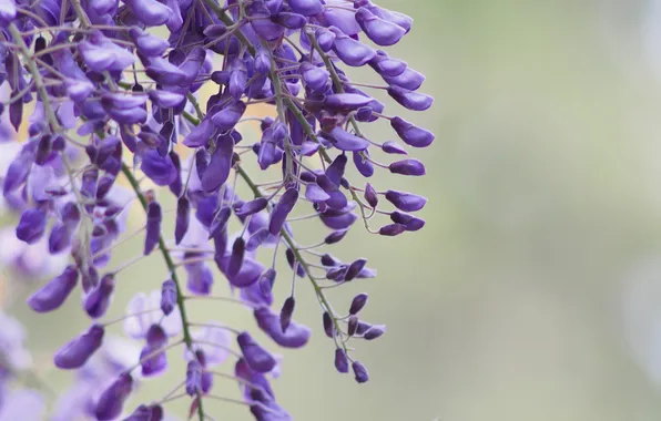 Picture background, blue, bunches, Wisteria