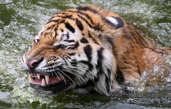 Water, nature, Siberian Tiger