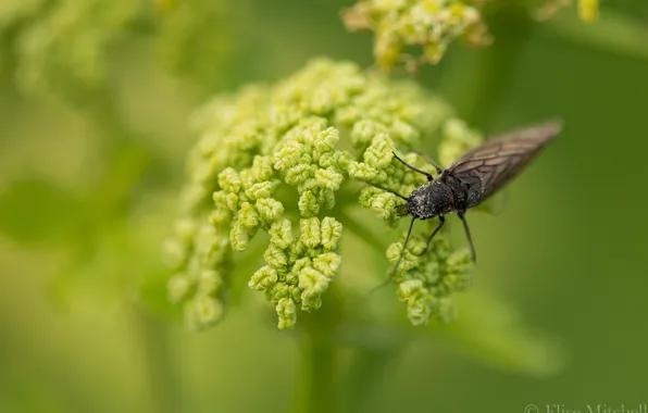 Flower, macro, insect, Smyrnium olusatrum, Sialis lutaria