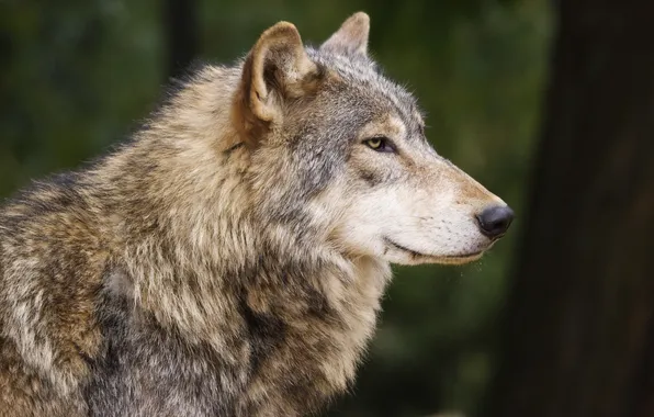 Picture look, confidence, calm, Wolf, profile