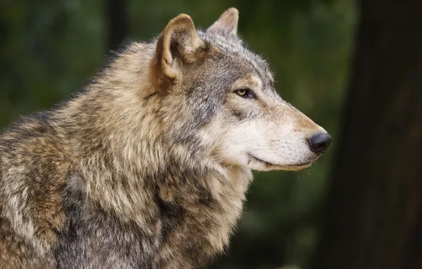 Look, confidence, calm, Wolf, profile