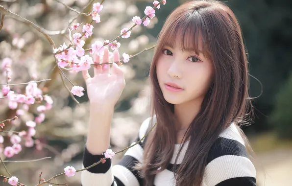 Picture look, girl, Sakura