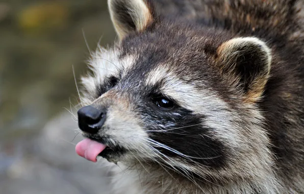 Face, macro, raccoon