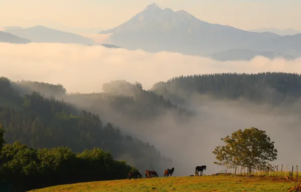 Picture forest, summer, trees, landscape, mountains, nature, fog, horse
