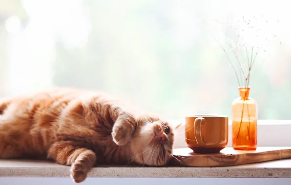 Picture cat, cat, look, face, pose, bottle, window, mug