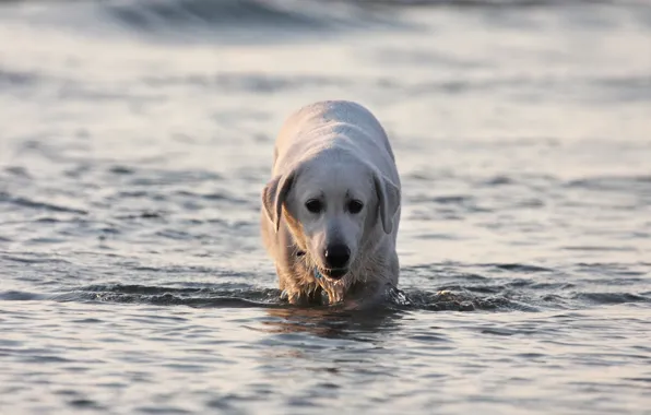 Picture water, dog, Labrador, labrador