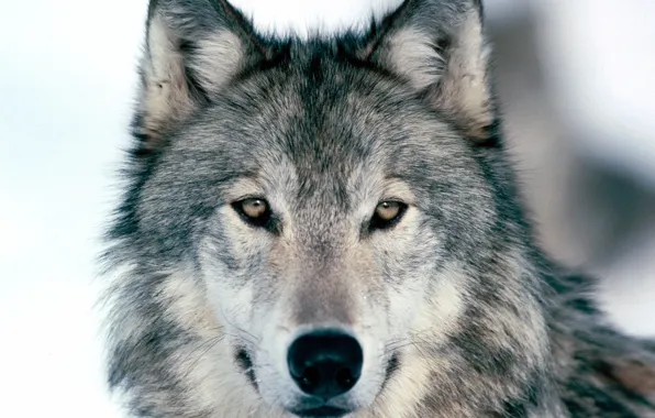 Picture Winter, Wolf, Look Into My Eyes