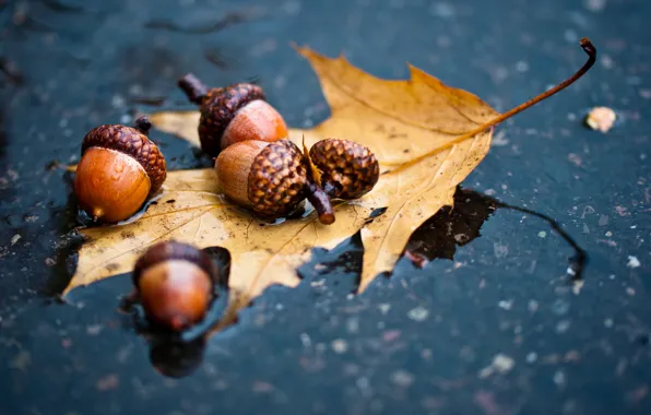 Picture autumn, asphalt, sheet, rain, puddle, oak, acorn