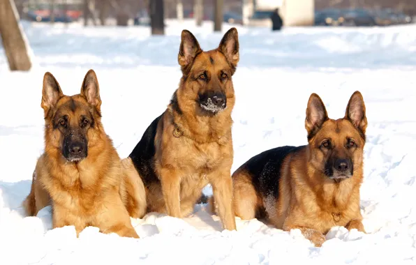 Winter, dogs, snow, dog, shepherd, Trinity