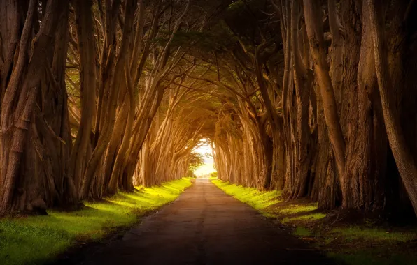 Picture road, light, trees, nature
