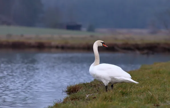 Bird, shore, Swan, pond