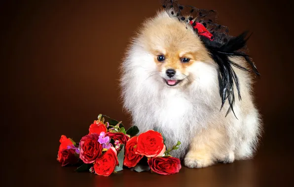 Picture flowers, girl, Spitz