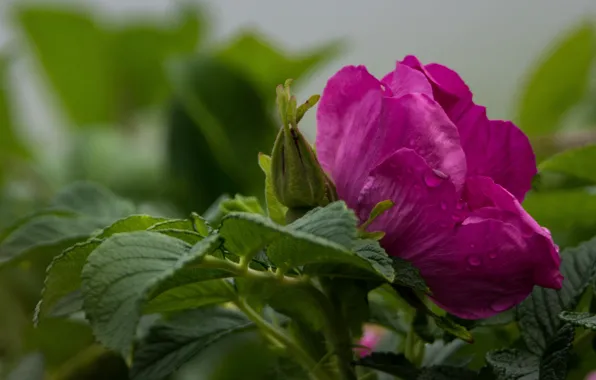 Picture flower, leaves, macro, flowering