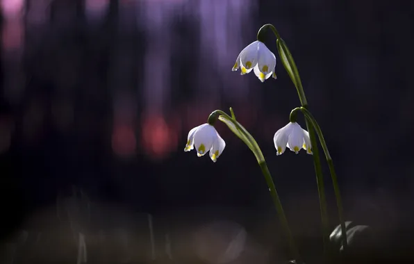Light, flowers, the dark background, spring, snowdrops, trio, stems, bokeh