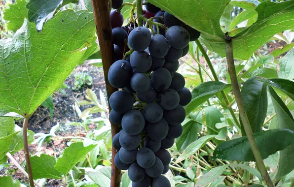 Grapes, bunch, August
