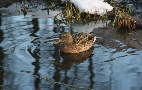 Winter, animals, birds, lake, duck, floats