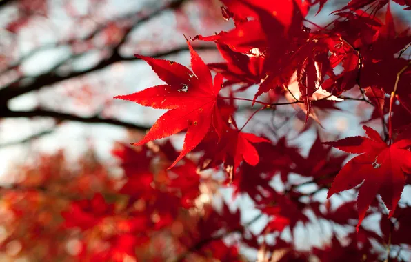 Autumn, leaves, red, maple, crown