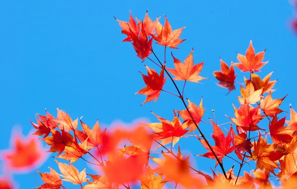Picture the sky, leaves, branch, maple, the crimson