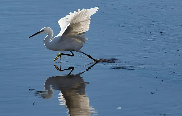 Water, bird, wings, beak, Italy, Apulia, white egret