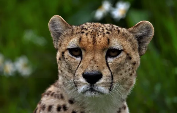 Picture look, face, portrait, Cheetah, bokeh