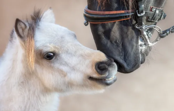 White, look, horse, horse, horses, horse, pony, weasel