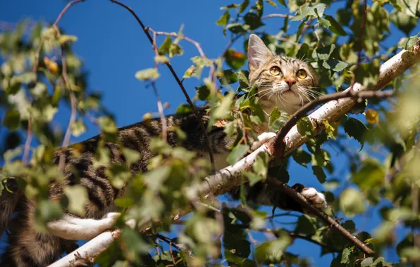 Cat, cat, look, trees, branches, foliage, kitty, dendrobates