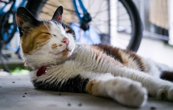 Cat, sleeping, Tomcat