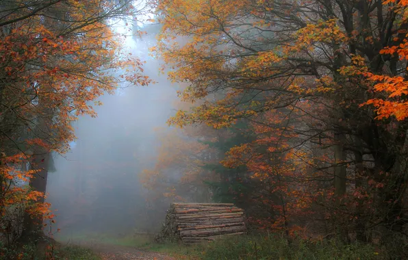 Autumn, forest, trees, branches, fog, Park, trunks, foliage