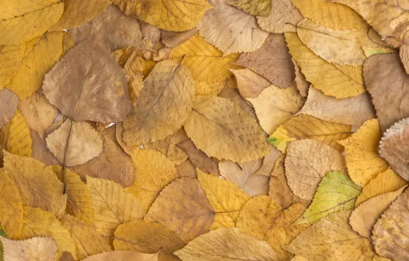 Picture autumn, leaves, background, colorful, background, autumn, leaves, autumn