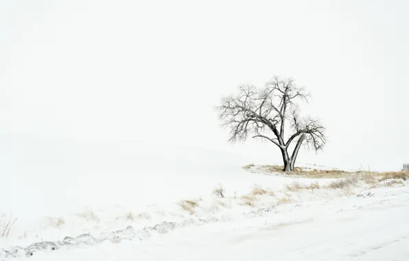 Picture winter, field, snow, tree
