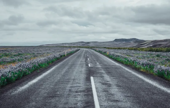 Road, field, flowers, South, Iceland, Rangárvallahreppur