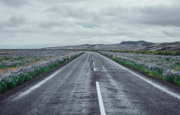 Picture road, field, flowers, South, Iceland, Rangárvallahreppur