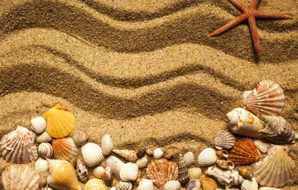 Picture beach, texture, sand, marine, starfish, seashells, sand seashells