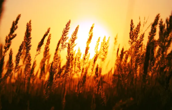 Field, dawn, The sun