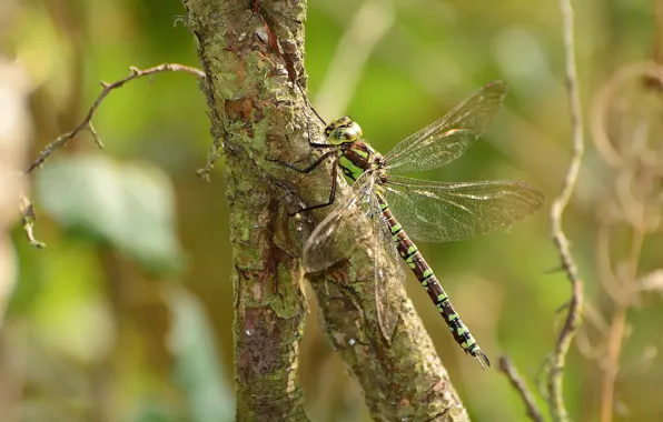 Picture macro, nature, tree, dragonfly, bokeh