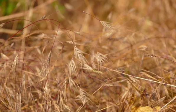 Grass, macro, ear, plants, dry