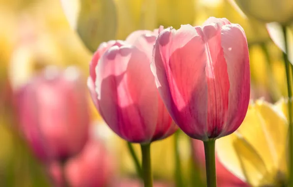 Macro, light, flowers, spring, yellow, petals, tulips, pink