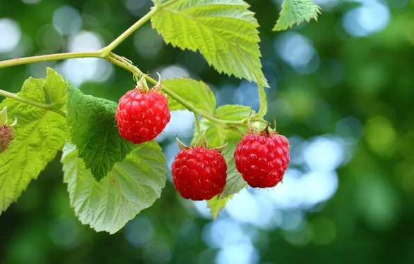 Picture branches, nature, berries, raspberry, bokeh