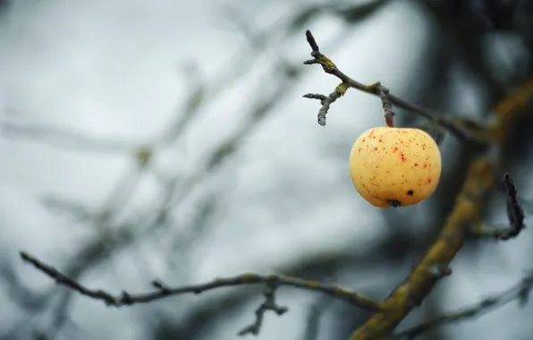 Autumn, branches, apples
