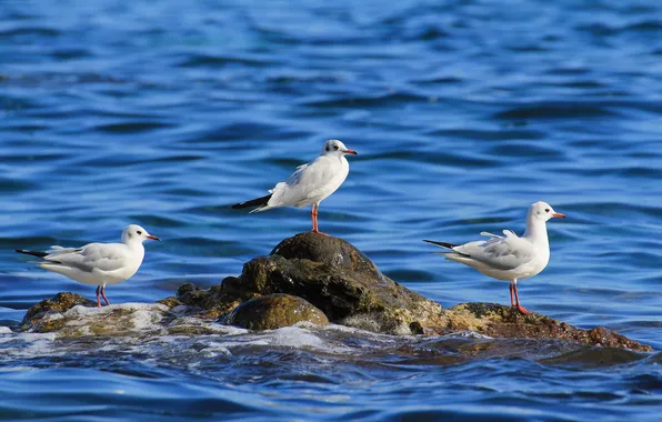 Sea, birds, stone, seagulls, trio