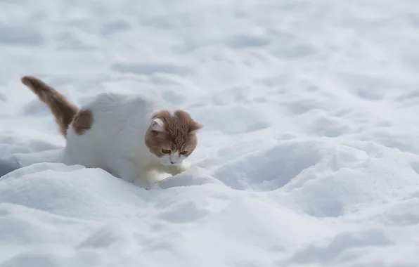 Winter, cat, snow