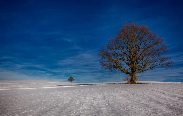 Winter, field, the sky, snow, tree