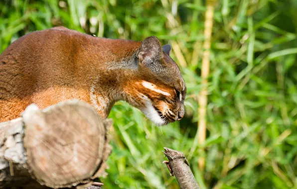 Picture cat, face, the sun, profile, Golden cat, tamminga