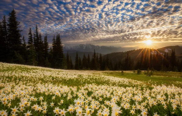 Field, forest, rays, sunset, flowers, hills, Lily, Doug Shearer