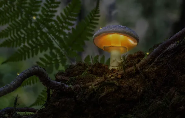 Autumn, light, nature, roots, the dark background, mushroom, moss, toadstool