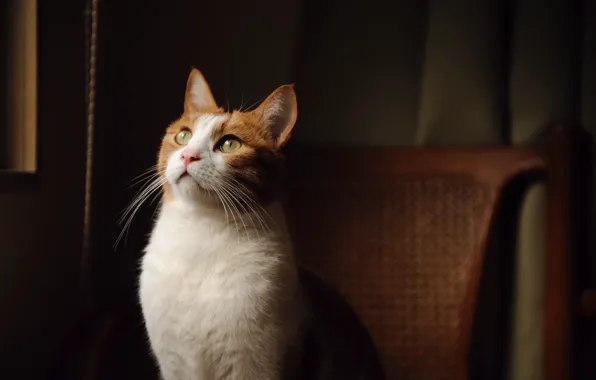 Look, chair, Cat, color, green eyes, white-red